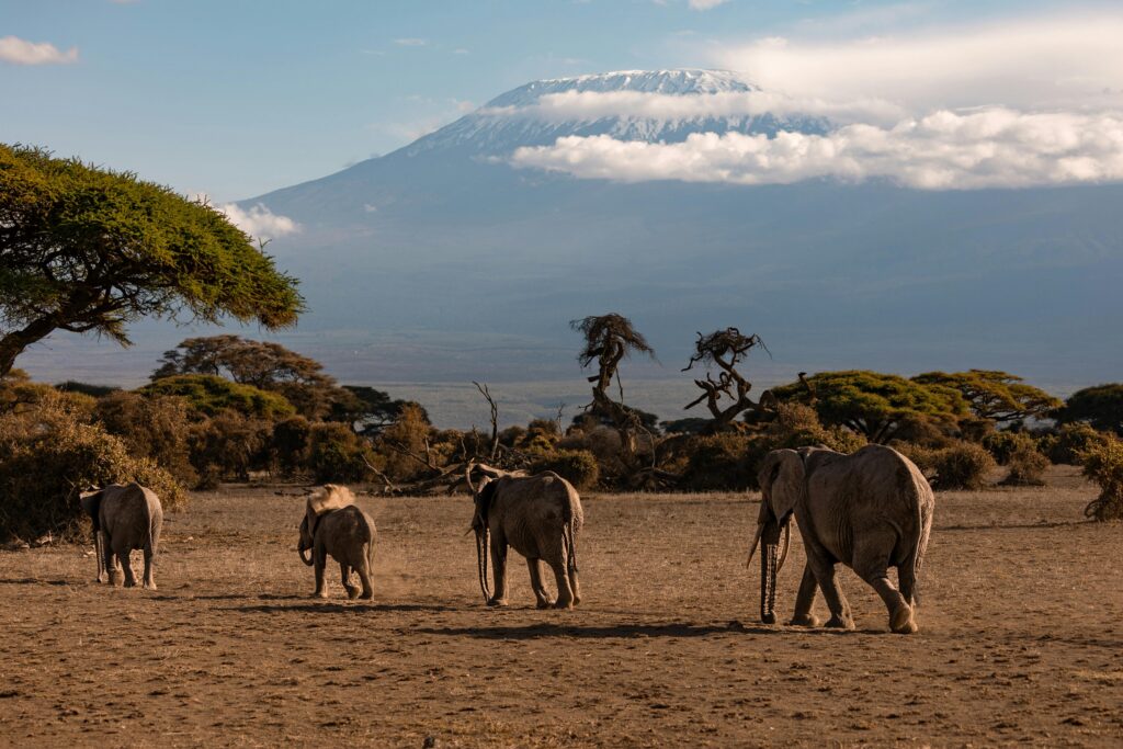 elephants near kiimanjaro